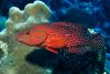 Merou typique de la mer rouge